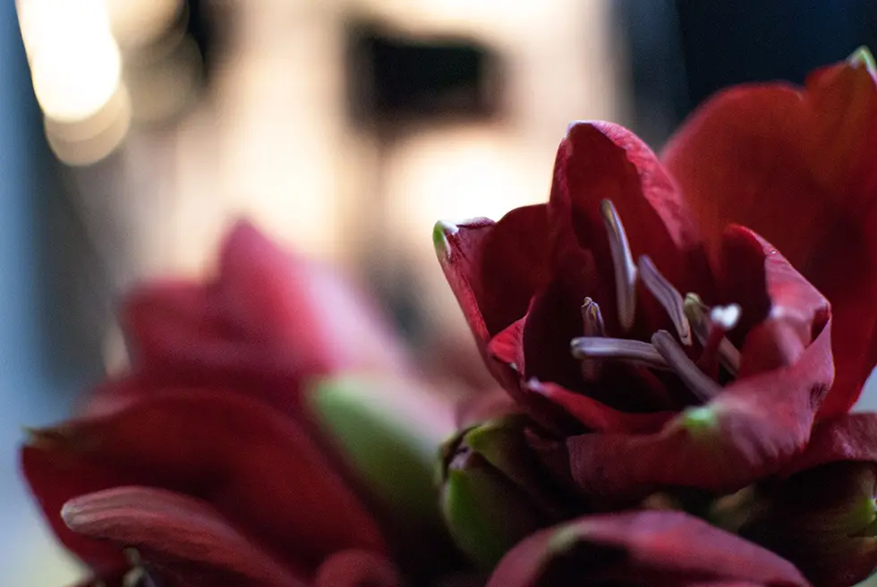 detail_lookbook_fur_garden_hilevich_ss_2015_1-9